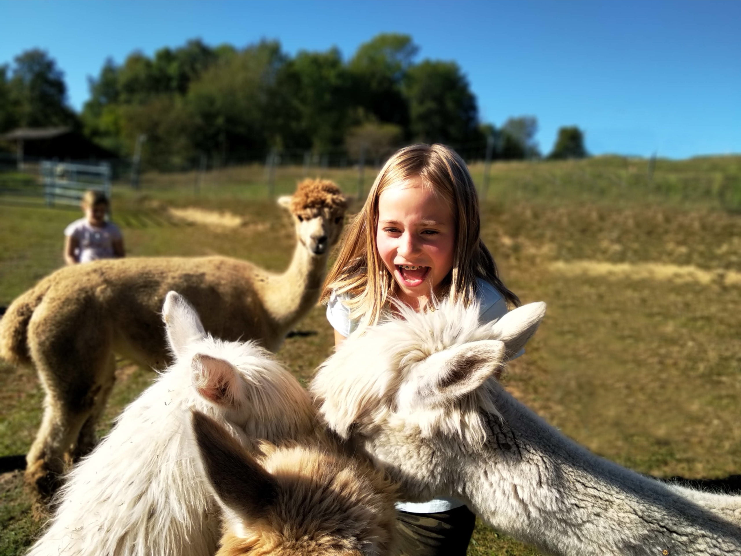 Ferientag Ferientag Alpakahof Schreiber